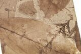 Fossil Leaf Plate (Fagopsis, Chamaecyparis) - McAbee, BC #221175-1